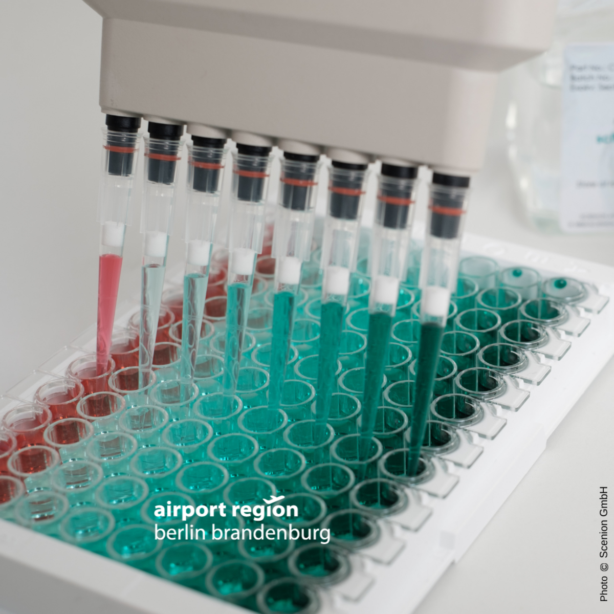 Im Forschungslabor: Mehrkanalpipette mit grüner und roter Flüssigkeit füllt eine Zellplatte.
