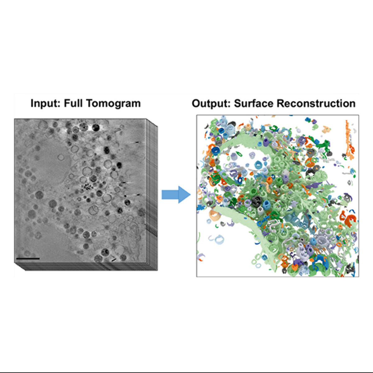 Die Abbildungen zeigen einen Teil einer tiefgefrorenen Säugetier-Zelle. Links ist ein Schnitt aus dem 3D-Röntgentomogramm dargestellt (Skala: 2 μm). Die rechte Abbildung zeigt das rekonstruierte Zellvolumen nach Anwendung des neuen Algorithmus